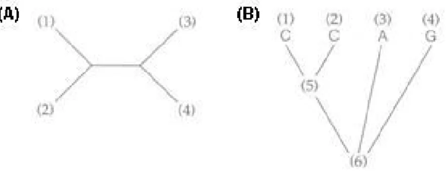 Figura 3.6: (A) topologia de ´ arvore sem raiz; (B) a respectiva topologia de ´ arvore j´ a com a raiz.