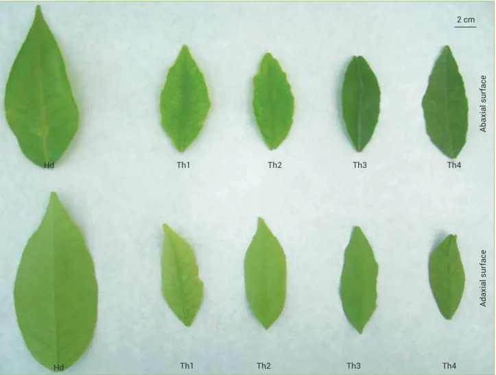 figure 1. Leaf abaxial and adaxial surfaces of of diploid (Hd) and triploids (Th1, Th2, Th3 and Th4) of C