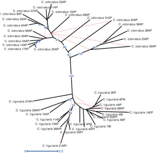 Figure 3.  Neighbor-joining clustering analysis among 40 individuals of Cyperus odoratus and C