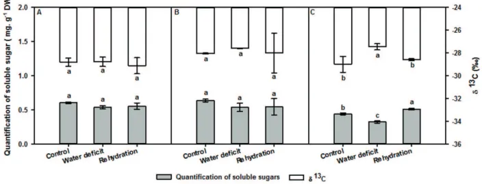 Figure 2.  Quantification and carbon isotopic composition (δ 13 C) of leaf (A), leaf bud (B) and root (C) soluble sugars of Copaifera  langsdorffii Desf