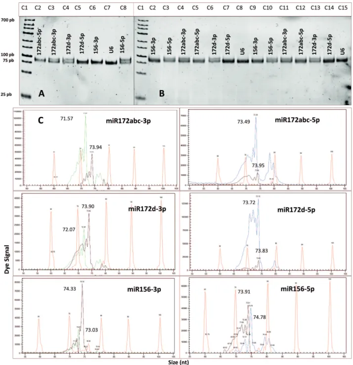 Figure 1.  Resolution of the miRNAs of (A) R. communis and (B) J. curcas in 12% polyacrylamide gels