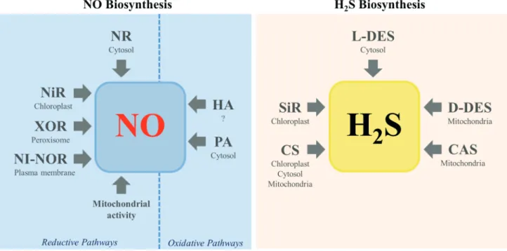 Figure 1.  Schematic representation of the main pathways of NO and H 2 S production reported in plant cells