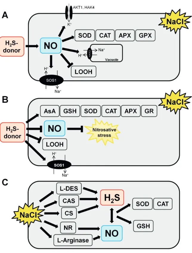 Figure 2.  Events triggered by nitric oxide (NO) and hydrogen sulfide (H 2 S) during plant response to high salinity