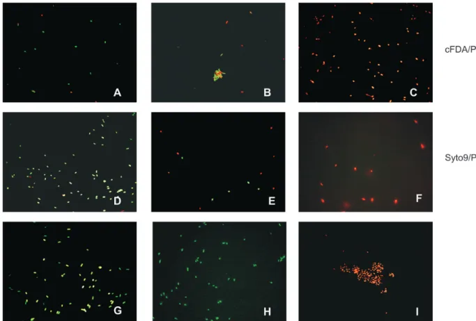 FIGURE  4 - Photomicrographs of mixtures of viable and heat-killed cells of  Xanthomonas axonopodis pv