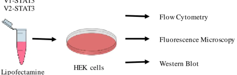 Figure 3.4 - Schematic representation of cell transfection and different types of analyses