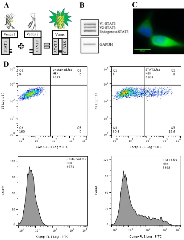 Figure 4.2 – The Venus-STAT3 BiFC system in living HEK cells. 