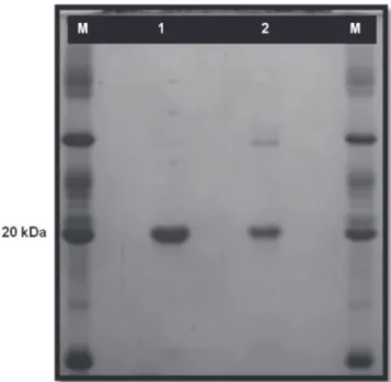FIGURE  1  -  Electrophoresis  of  CsCMV  coat  protein  in  a  15%  SDS-polyacrylamide  gel