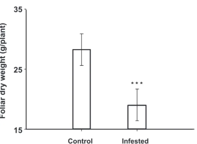 FIGURE 3 -  Tuber yield (g/plant) at harvest of potato cv. Diacol  Capiro grown in non-infested soil (control) and soil infested with  Spongospora  subterranea