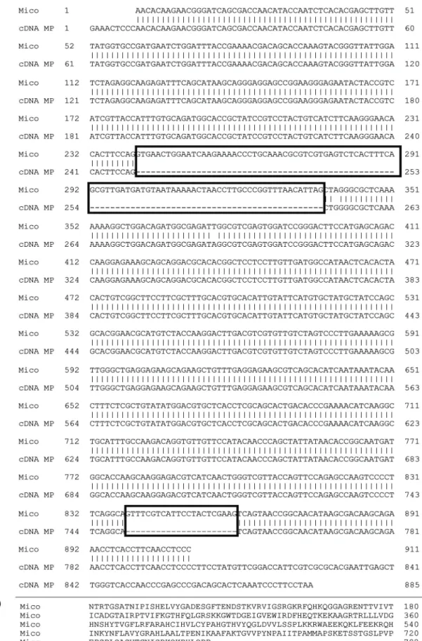 FIGURE 1 - A.  Nucleotide sequence alignment. Mico - nucleotide sequence obtained from sequencing of the amplification product of the  primers MiMP1 and MiMP2 in the CP02 isolate; cDNA MP - nucleotide sequence from cDNA of M