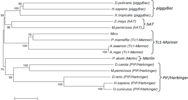 FIGURE 3 -  Phylogenetic tree showing the links among the Mico sequence with transposases of other organisms