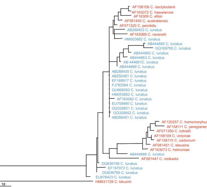 FIGURE 1 -  Maximum parsimony phylogram generated from ITS sequence analysis of sequences named “Cochliobolus lunatus” (shown  in blue) downloaded from GenBank with those derived from Cochliobolus ex-type cultures (shown in red)