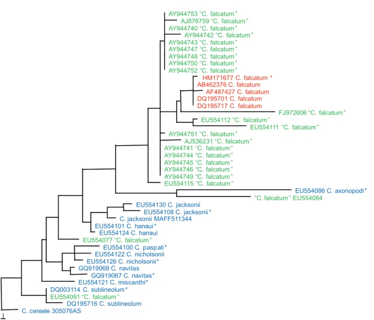 FIGURE 2 - Maximum parsimony phylogram generated from sequence analysis of ITS sequences of “Colletotrichum falcatum” down- down-loaded from GenBank and other related taxa 