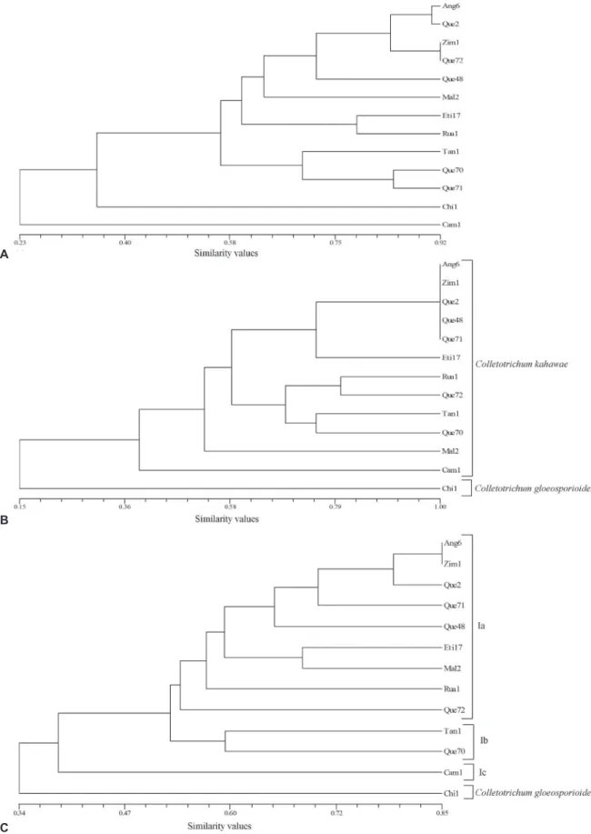 FIGURE 2 -  Dendrogram resulting from cluster analysis of 12 Colletotrichum kahawae isolates and one C