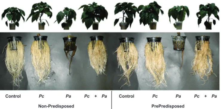 FIGURE  3  -  Pictorial comparison of the effects of Pseudomonas chlororaphis 63-28 (Pc) and inoculation of the roots with  Pythium  aphanidermatum (Pa), separately and in combination, in pepper plants that were not predisposed or predisposed to Pythium ro