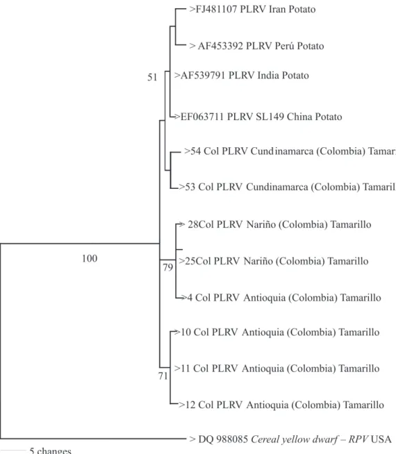 FIGURE 3 - The most parsimonious tree generated from cDNA sequence data of a capsid region for isolates of PLRV affecting tamarillo  and potato
