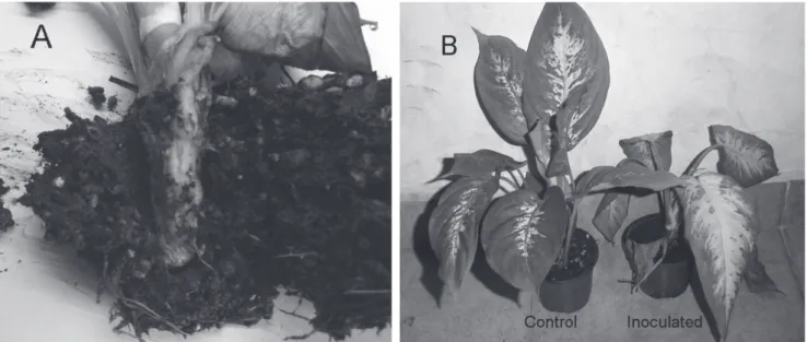 FIGURE 1 -  Root and stem rot on D. picta caused by P. nicotianae. A. Destroyed roots by natural infection on cv Marianne