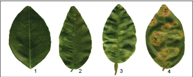 FIGURE 1.  Leaves from ‘Pera’ sweet orange infected by CiLV-C at different levels of disease development collected at Cordeirópolis, SP,  Brazil