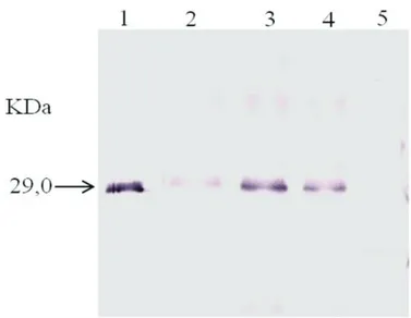FIGURE 2.  Western blot using the CiLV-C p29 antibody at  1:1000 dilution for the detection of: 1