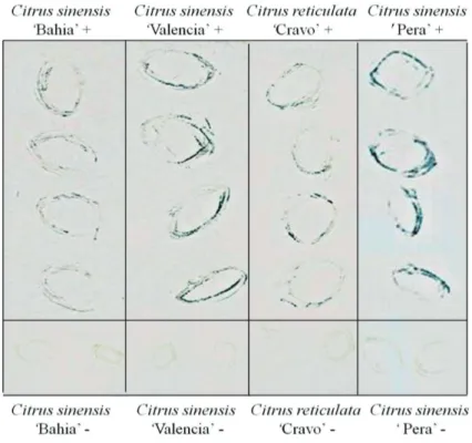FIGURE 3. Example of a tissue blot experiment  using  leaf  lesion  imprints  on  nitrocellulose  membrane  labeled  with  CiLV-C  p29  antibody  at  1:1000  dilution