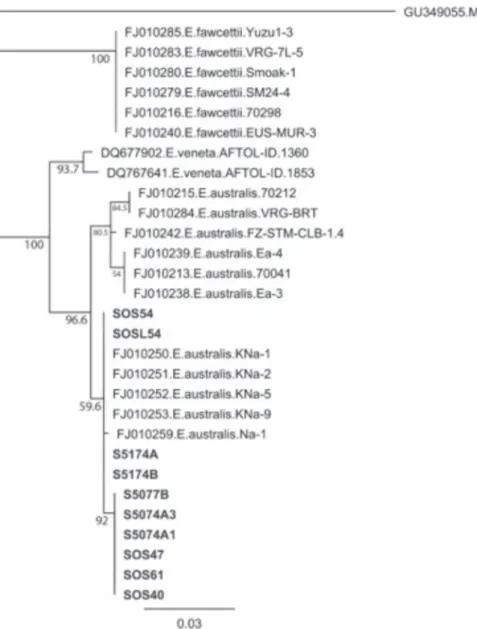 FIGURE 6  - Neighbor-joining consensus tree (1000 bootstrap replications) based on the alignment of partial elongation factor 1 α (TEF)  gene nucleotide sequences obtained for the  Elsinoë australis  isolates recovered by the authors (bold) and several oth