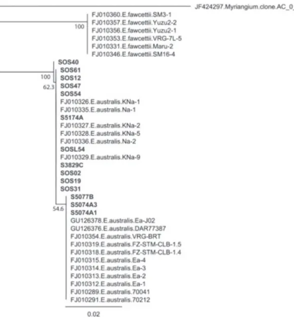 FIGURE 7 -  Neighbor-joining consensus tree (1000 bootstrap replications) based on the alignment of internal transcribed spacer region  (ITS) gene nucleotide sequences obtained for the  Elsinoë australis  isolates recovered by the authors (bold) and severa
