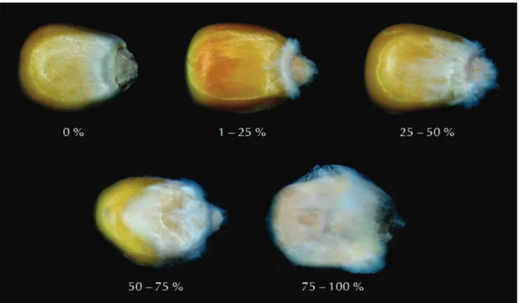 FIGURE 1 -  Grading scale established for Fusarium verticillioides inoculum potential, ranging from one to five, based on the percentage  area of maize seeds covered by the fungal structures as seen in stereo-microscope.