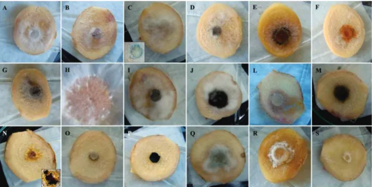 FIGURE 1 -  Results of the pathogenicity tests for colonization of cut ginger.  A. Fusarium oxysporum ;  B
