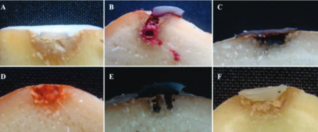 FIGURE  2  -  A.  Results  of  the  pathogenicity  tests  for  colonization of the punctured  surface  and  rot  of  ginger  rhizomes  inoculated  with  mycelial  discs  with  a   cross-sectional view of the rhizomes  inoculated  with  Fusarium  oxysporum;