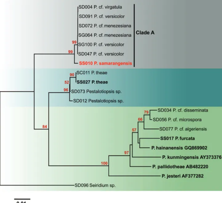 FIGURE 2 - Neighbor-joining phylogram generated from ITS gene sequence analysis of type and putatively named  Pestalotiopsis  species  in GenBank