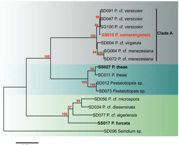 FIGURE 3 -  Neighbor-joining phylogram of  Pestalotiopsis  spp. generated from combined sequences of ITS, β-tubulin, and tef1