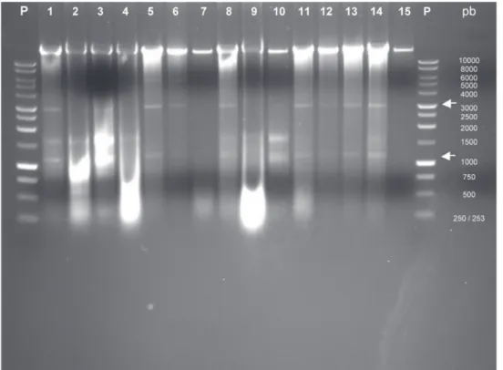 FIGURA  1  -  Detección  de  ARN  doble  cadena  en  muestras  de  plantas  de  frijol  con amachamiento