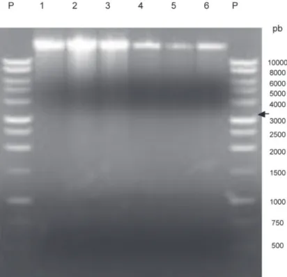 FIGURA 2 -  Detección de ARN doble cadena en  muestras compuestas de plantas de frijol