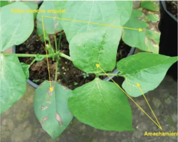 FIGURA 4 - Síntomas de amachamiento y falsa mancha angular  ocasionados por  A. besseyi  en plantas de frijol inoculadas con este  nematodo.