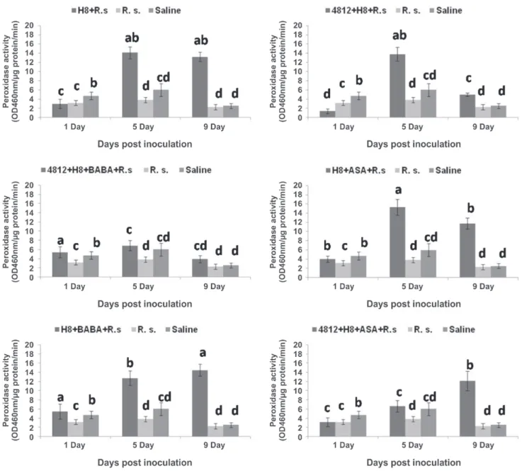 FIGURE 5 - Changes of Peroxidase (POD) activities in the tomato plants treated with two Bacillus strains (4812 and H8) individually or  in combination with two chemical inducers (Acetyl salicylic acid and DL-Beta-aminobutyric acid) against  Ralstonia solan