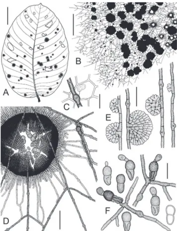 FIGURE  1- Asterolibertia  licaniicola   on  Licania  arborea (T.A. Hofmann 578).  A.  Adaxial side of infected leaf