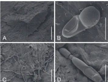 FIGURE  6  -  Homalopeltis  chrysobalani   on  Chrysobalanus  icaco.  A.  Infected  leaves  (ppMP  1145)