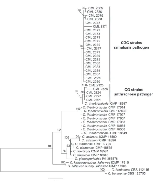 FIGURE  1  -   Fifty-percent majority-rule consensus tree based on a Bayesian analysis of the  combined ITS-5.8S rDNA and TUB2 gene dataset showing the relationships among CGC, CG,  and other members of the  Colletotrichum gloeosporioides  species complex