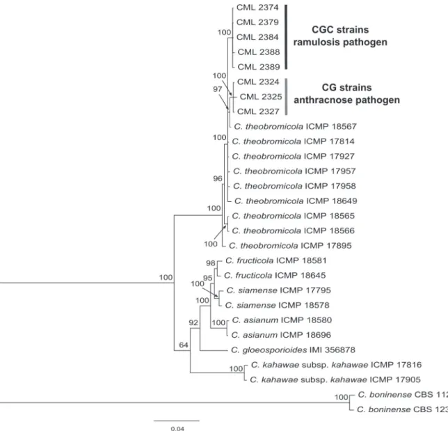 FIGURE  2  -   Fifty-percent  majority-rule  consensus  tree  based  on  a  Bayesian  analysis  of  the  combined  ITS-5.8Sr  DNA, TUB2  and  GAPDH genes dataset showing the relationships among CGC, CG, and other members of the  Colletotrichum gloeosporioi