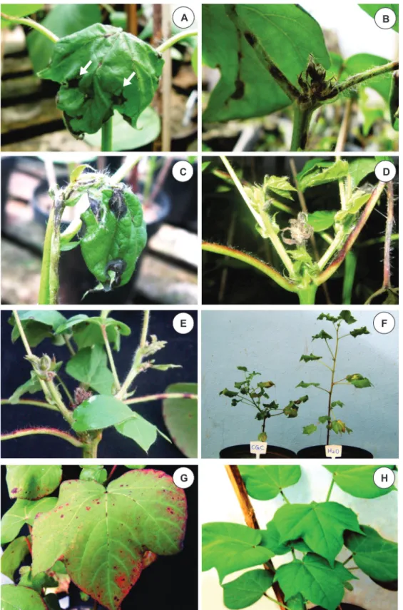FIGURE 3 - Symptoms of ramulosis and anthracnose observed on cotton plants during the pathogenicity  tests