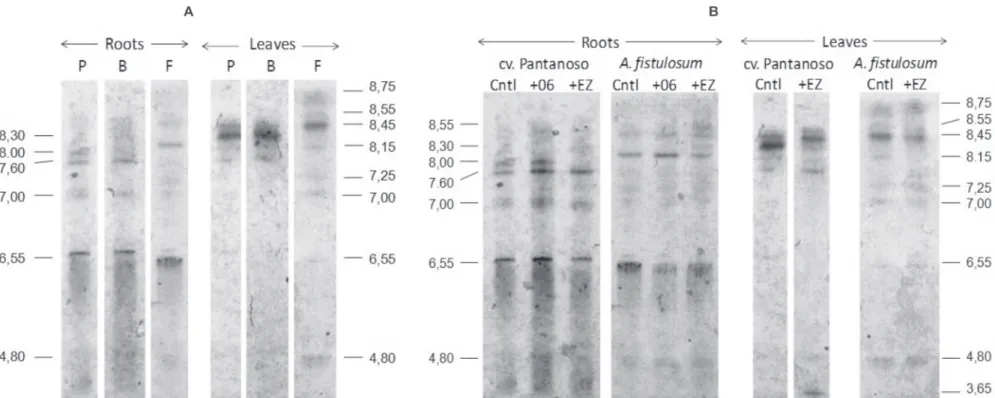 FIGURE 2 - POX isoforms of  Allium cepa  and A. fistulosum seedling extracts determined by isoelectric focusing (IEF)