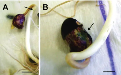 FIGURE 2 - Trichoderma harzianum  (CEN287)  colonizing  common  bean  cv.  ‘BRS  Valente’  seedlings  from  seeds  previously  contaminated  with  Fusarium  oxysporum  f