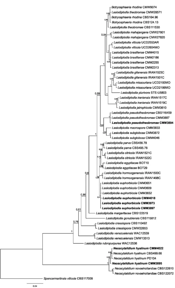 FIGURE 1 - Multilocus phylogenetic tree inferred from Bayesian analysis based on the combined sequences  of the ITS, TEF-1α and βt genes