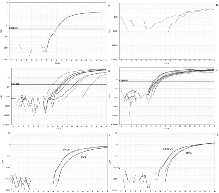 FIGURE 1 -  Graphical amplification results by real-time RT-PCR (TaqMan).  A.  Curves of the simplex real-time RT-PCR of GFkV, cv