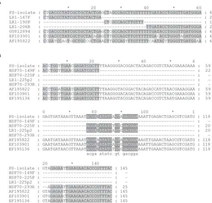 FIGURE 2 – A. Multiple nucleotide sequence alignments of the partial RNA dependent RNA polymerase gene (60 bp) of Grapevine  leafroll-associated virus 1  (GLRaV-1);  B
