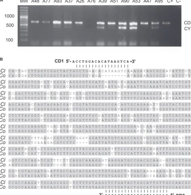 FIGURE 1 -  Characterization of the CD1/CD2 amplicon in Colombian isolates of  C. lindemuthianum 