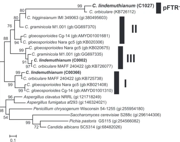 FIGURE 4 -  Phylogenetic analysis of  Colletotrichum Ftr1  genes.  Ftr1  genes are divided into three main groups (I-III)  in agreement with the corresponding protein analysis