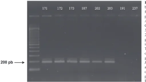 FIGURE 1 - PCR amplicons of around 200  bp obtained with the  Fusarium  oxysporum f.  sp