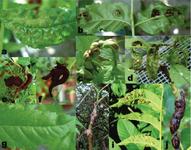 FIGURE  3   -  Infection  symptoms  and  structures  of  Prospodium  transformans   on  Tecoma  stans 