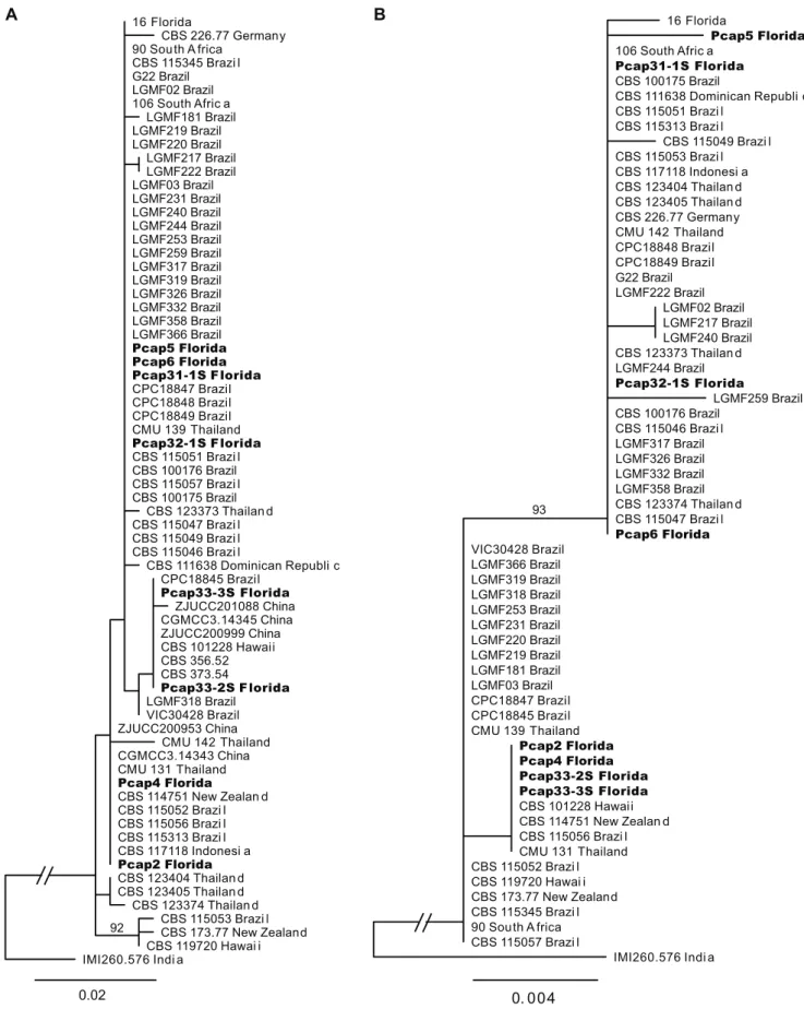FIGURE 2 -  Maximum likelihood phylogenetic trees for  Phyllosticta capitalensis  rooted with  Guignardia mangiferae  strain IMI 260576
