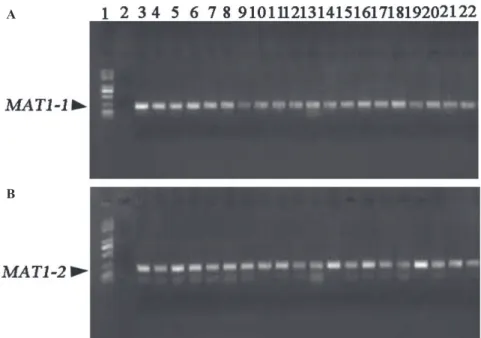 FIGURE  3  -   Goldview-stained  agarose  gel  showing  representative  results  of  PCR  amplification  of  mating-type  gene  fragments  in  V